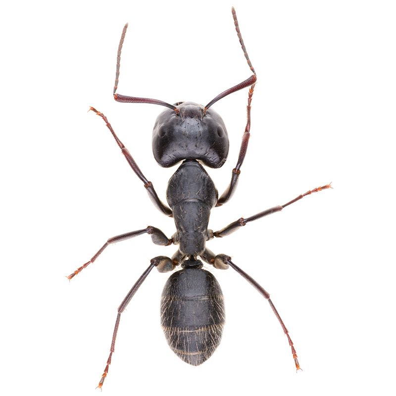 Insects - Ants