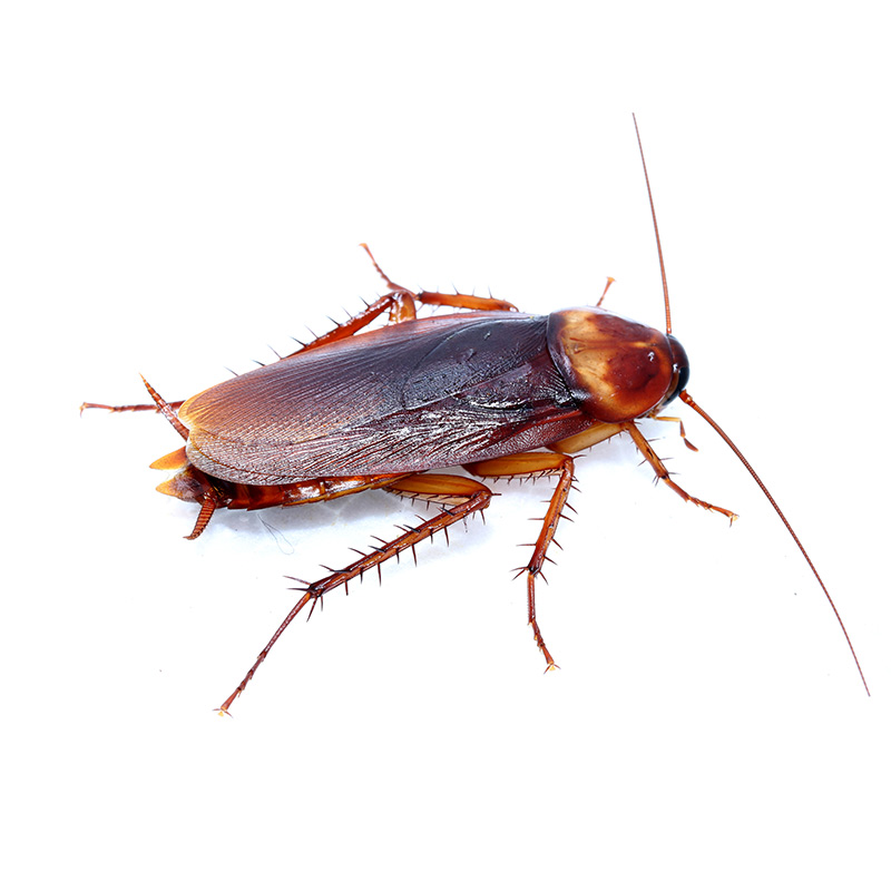 Cockroaches