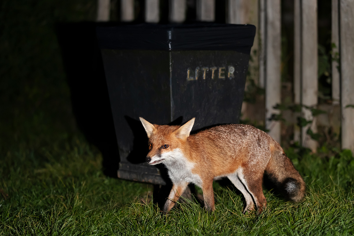Urband Foxes