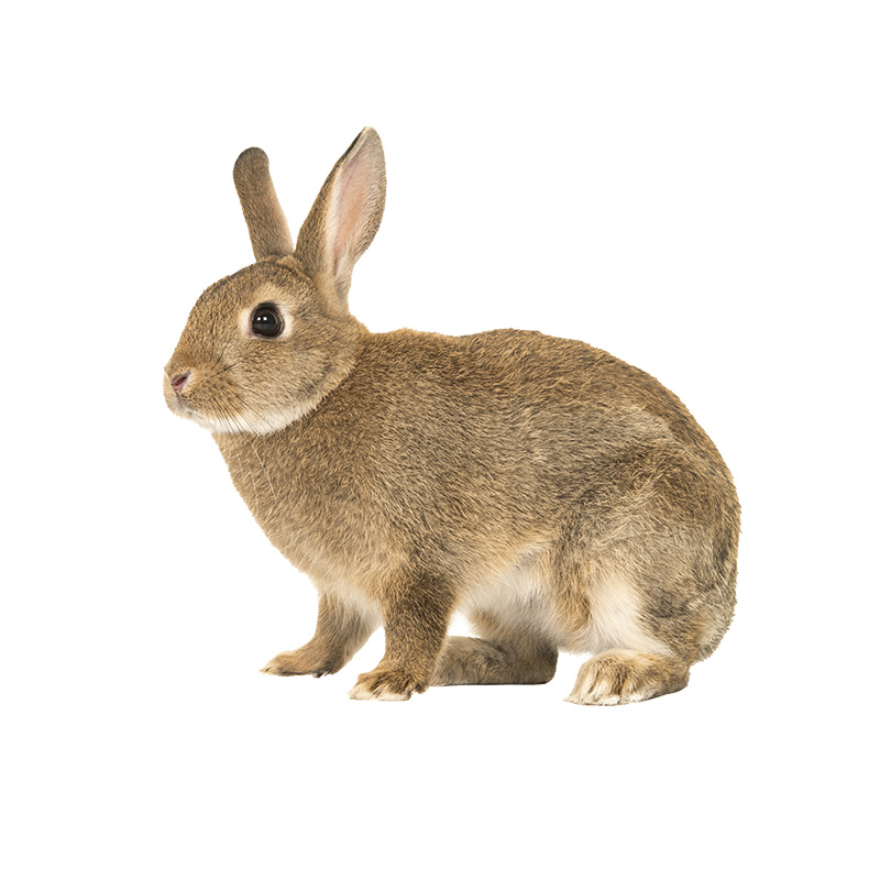 Rabbits