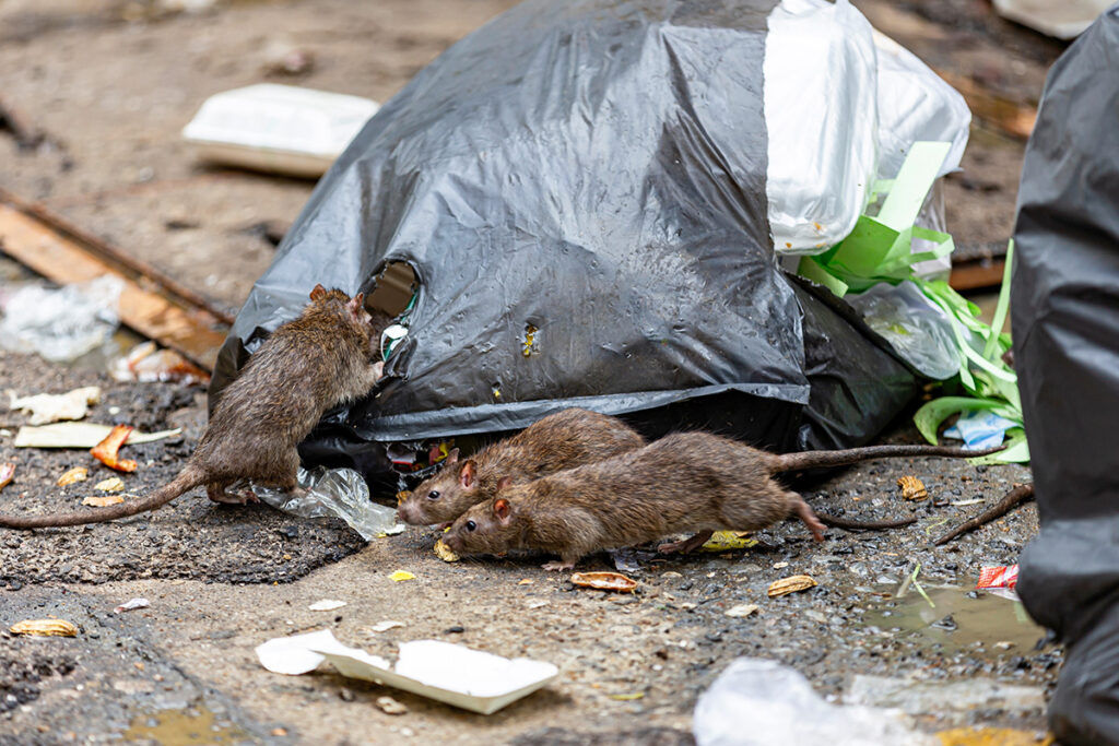 Rat Problems