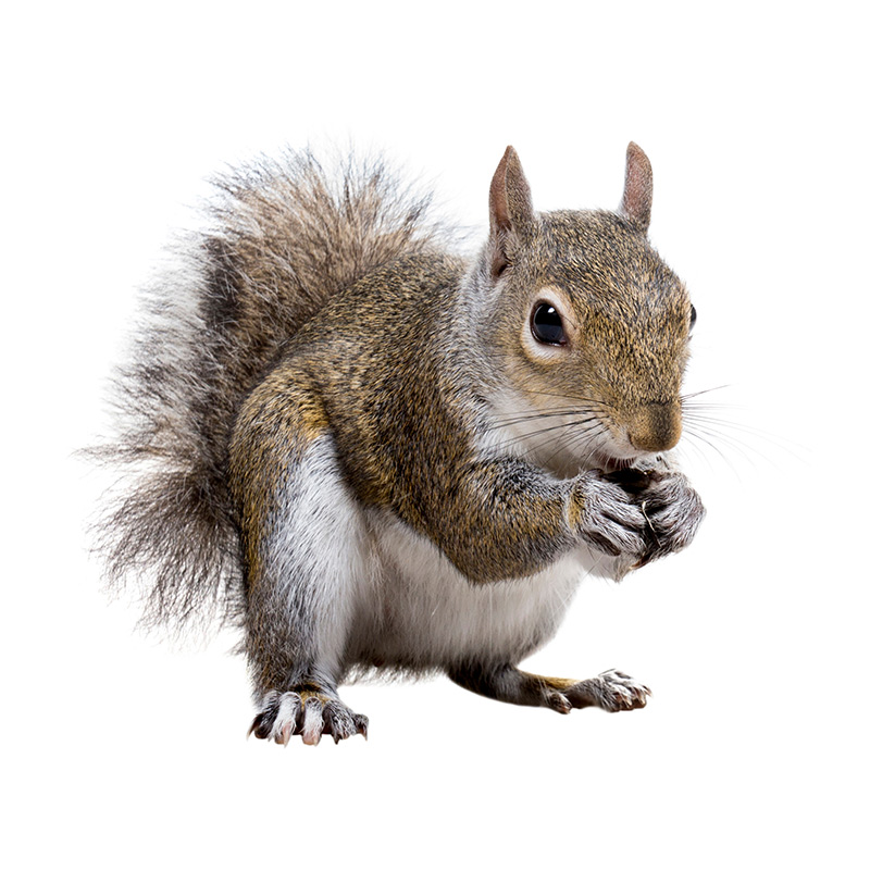 Squirrels