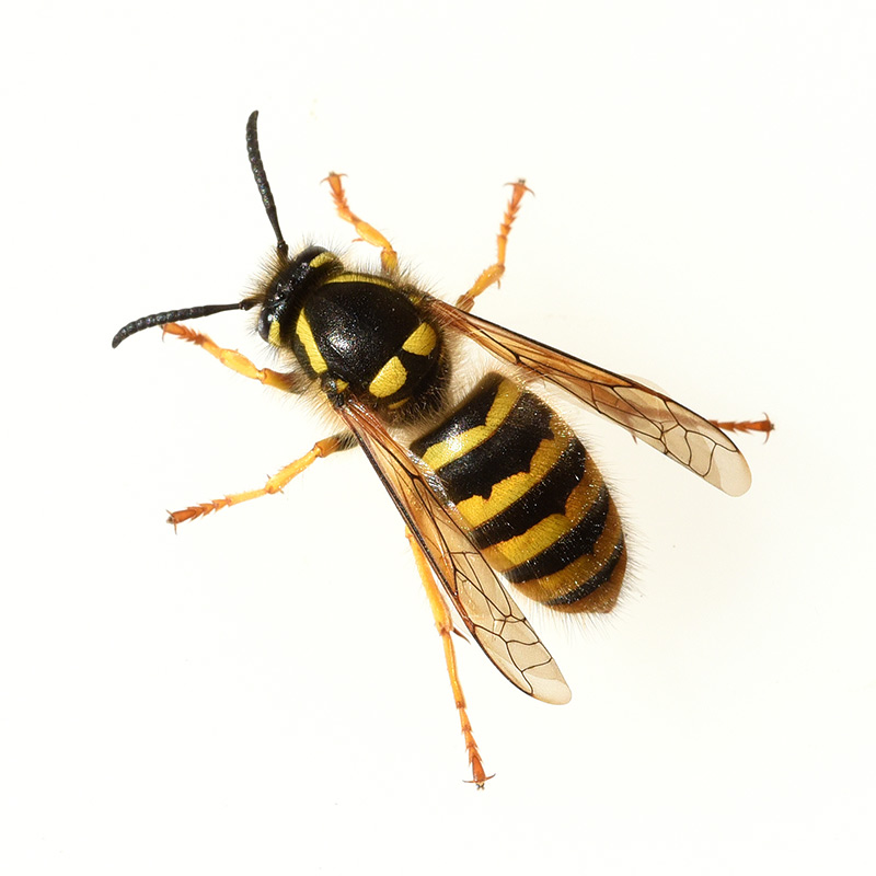 Wasp & Wasp Nests