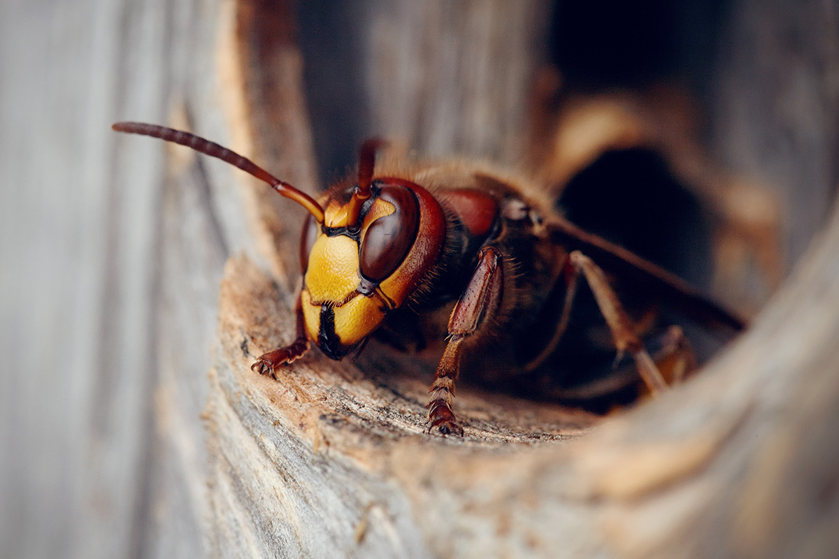 Pests on the Rise in Berkshire