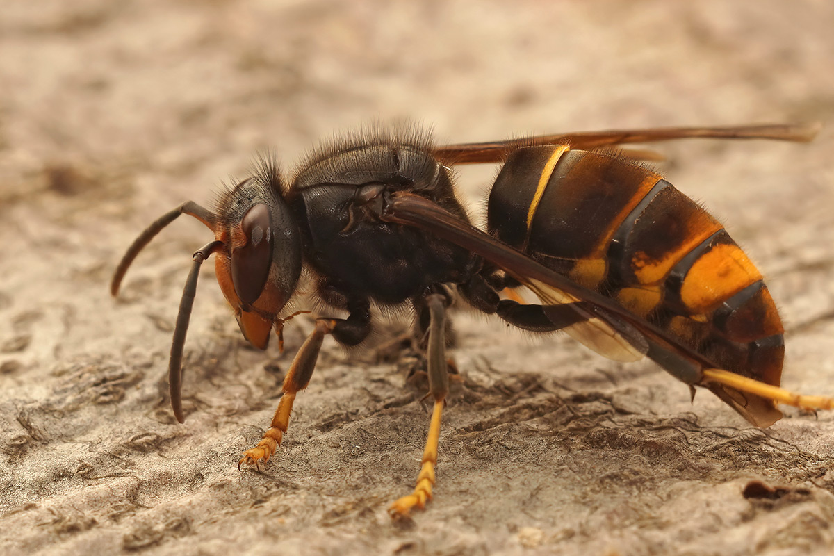 How damaging and bad can the Asian Hornet be for UK residents?