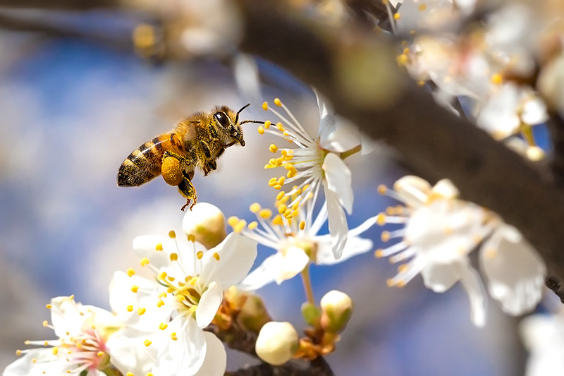 Bees, wasps and hornets - what are the differences?